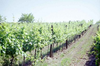 Weingarten Pinot Blanc Weingut Zickl