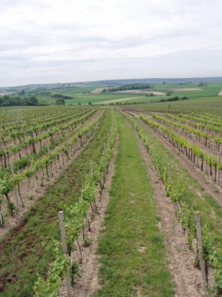 Weingarten Chardonnay